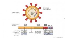 新冠病毒变异最新爆料,突变株肆虐，全球抗疫面临新挑战
